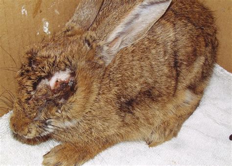 Rabbit Diseases The Pet Vet