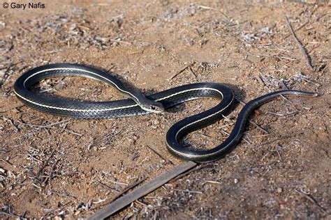 Striped Racers Whipsnakes Found In California