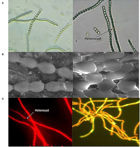 Frontiers Cyanobacteria As A Promising Alternative For Sustainable