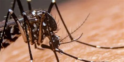 Nueva invasión de mosquitos y alerta por dengue cómo prevenirlo y