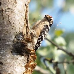 Woodpecker Network Lesser Spotted Woodpecker Project Plans For