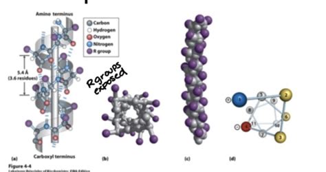 Amino Acids And Proteins Flashcards Quizlet