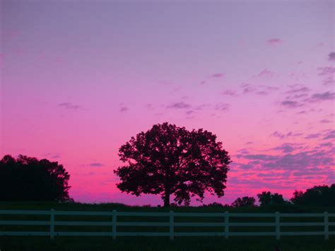 Free Images Pink Tree Purple Horizon Violet Afterglow Dusk