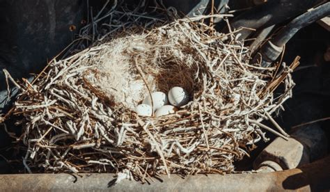 Can I Move A Birds Nest With Eggs Dos And Donts