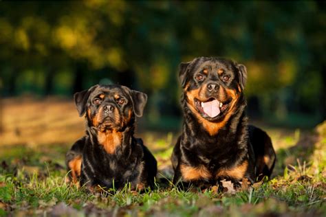 Everything You Wanted To Know About Female Rottweilers