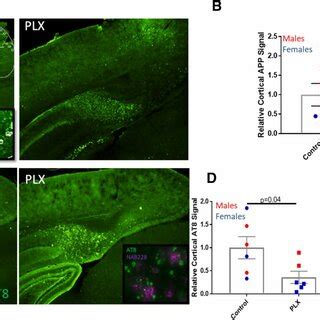 Plx Treatment Led To A Reduction Of Plaque Associated Microglia In