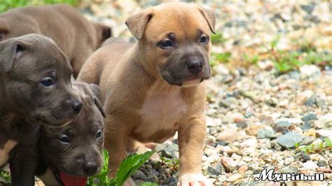 BROWN PITBULL PUPPIES