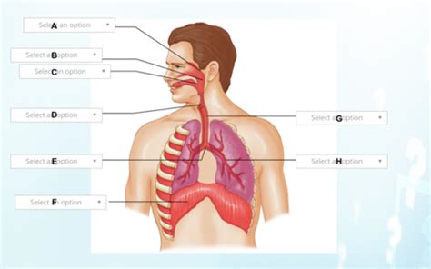 Chapter Airway Management Flashcards Quizlet