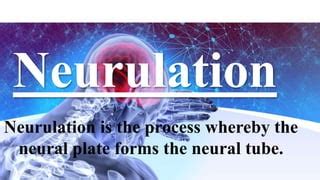 Neurulation developmental biology | PPT