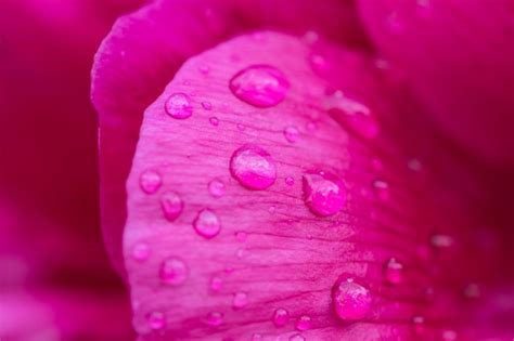 Pétalos de rosa rosa con gotas de agua tiro macro Foto Premium