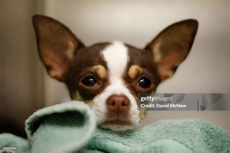 A Chihuahua Waits Adoption At A Los Angeles Department Of Animal