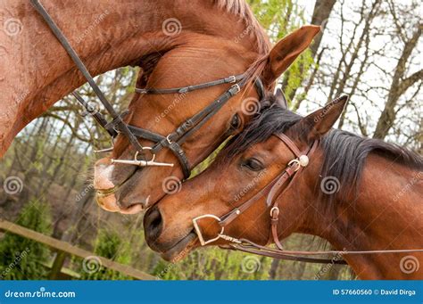 Horses With Heads Touching Stock Photo Image Of Farm 57660560