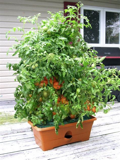 The 12 Best Self Watering Planters Container Gardening Vegetables Tomato Planter Self