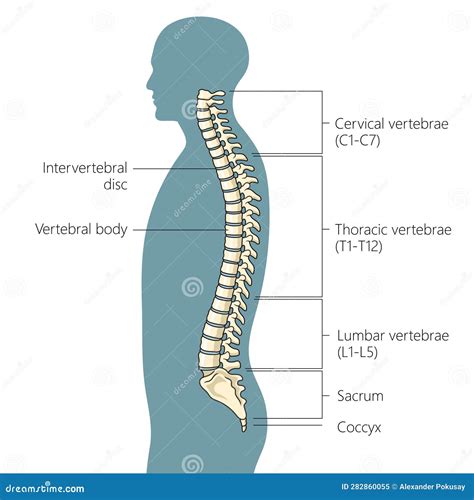 Human Backbone Structure 