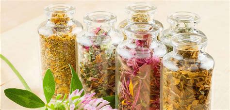 Herbal Creations - Herbal Extracts Manufacturers and Suppliers