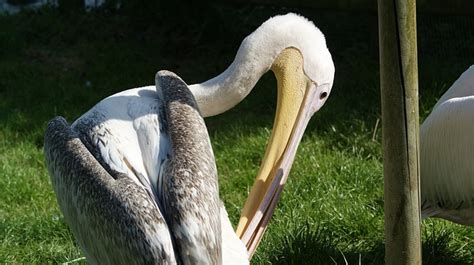 Pelican Bird Beak - Free photo on Pixabay