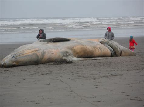 Gambar Pantai Pasir Lautan Tepi Laut Kendaraan Binatang Menyusui