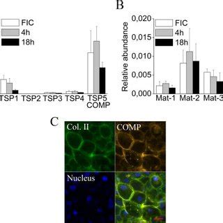 Collagen And Fibronectin Expression By Aggregating Chondrocytes