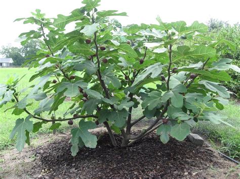 Инжир, или Фига, или Фиговое дерево (Ficus carica) Fig Plant, Buy ...