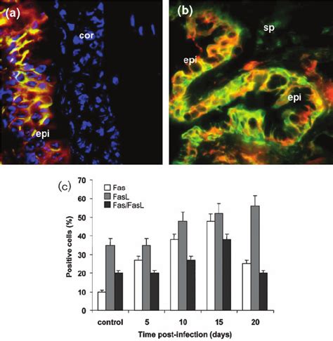 Fas And FasL Expression In Conjunctival Epithelium By Double