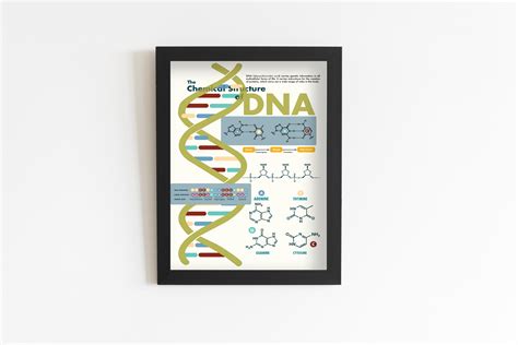 The Chemical Structure of DNA Poster