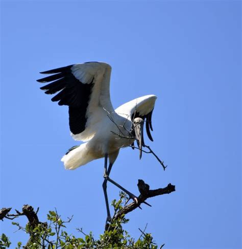 Free Images Tree Nature Swamp Bird Wing White Animal Wildlife