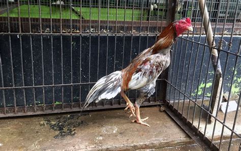 Ayam Petarung Kebanggaan Thailand Jagad Tani Petaninya Milenial