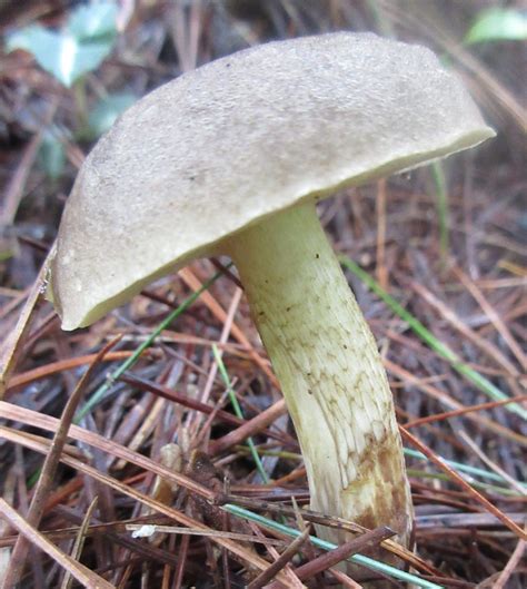 Maryland Biodiversity Project Bitter Bolete Tylopilus Felleus