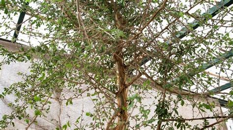 Scientists Grow Mystery Tree From Year Old Seed Flipboard