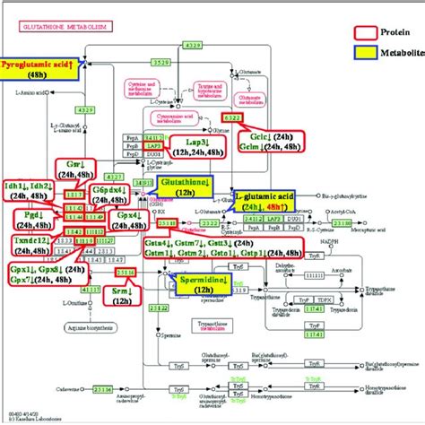 Glutathione Metabolic Pathway [22] And The Included Differentially