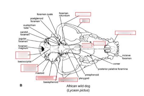 Wfsc Ventral View Of Mammal Skull Diagram Diagram Quizlet