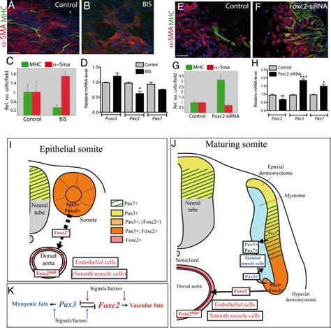 Pax3 Foxc2 Reciprocal Repression In The Somite Modulates Muscular