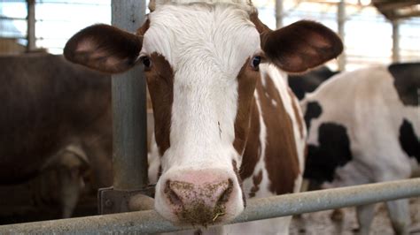 When Robots Milk Cows, Farm Families Taste Freedom : The Salt : NPR