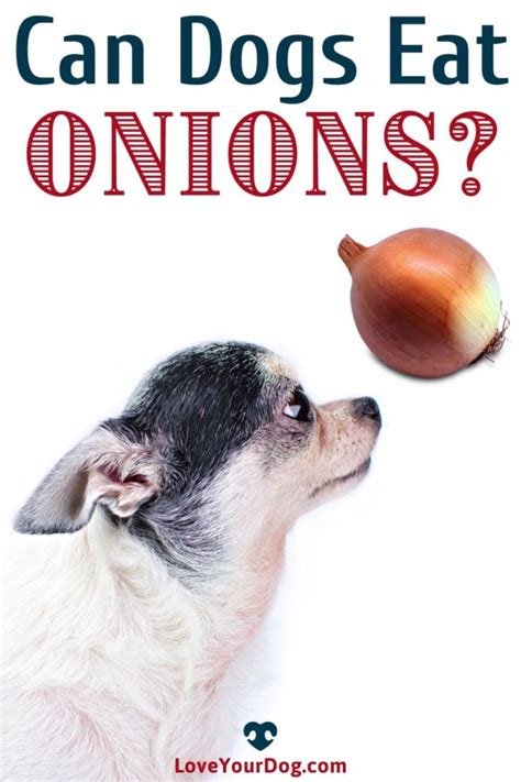 Can Dogs Eat Onions? Are Onions Toxic For Dogs? [Video] [Video] | Can dogs eat, Pet corner, Dog ...