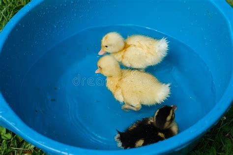 Three Ducklings Splash In A Bowl Of Water On A Sunny Day In The Nature