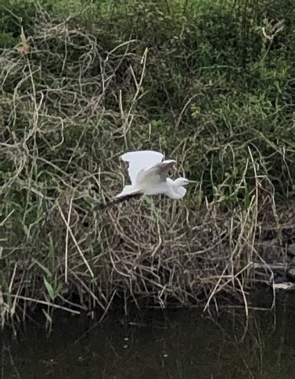 小島 純 on Twitter サギが空を飛んでいる Una garza está volando en el cielo