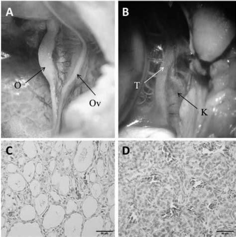 Embryo Development And Sex Ratios In The Red Footed Tortoise Chelonoidis Carbonarius At