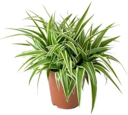 Spider plant ( 1 piece ) -