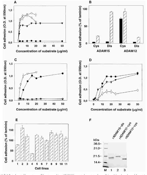 Figure From Cysteine Rich Domain Of Human Adam Meltrin Cid