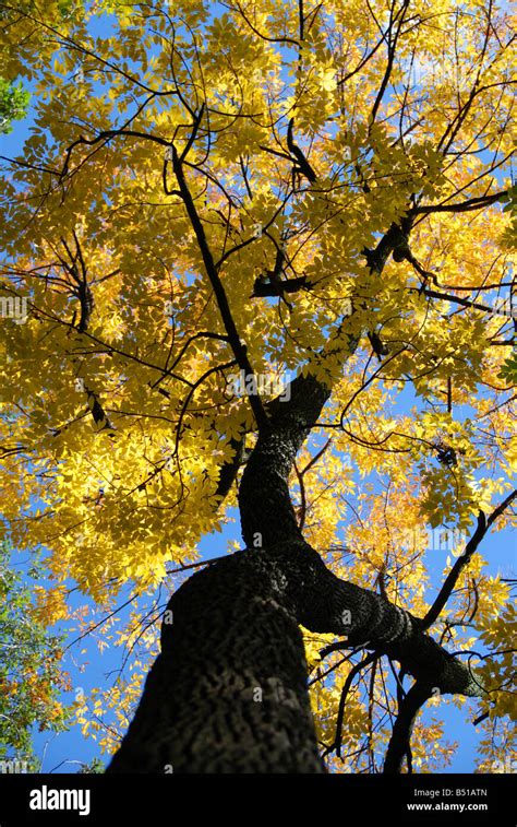 Fall colors in Toronto Ontario Stock Photo - Alamy