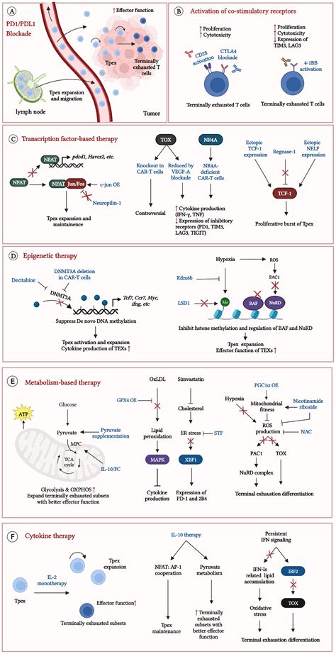 Frontiers Strategies To Reinvigorate Exhausted CD8 T Cells In Tumor