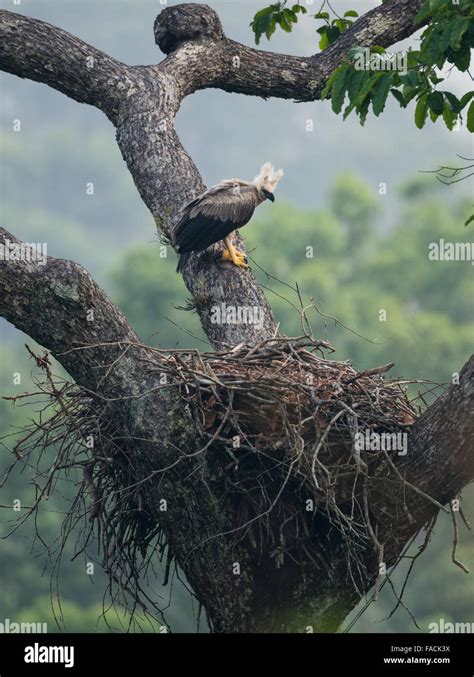 Harpy eagle amazon nest hi-res stock photography and images - Alamy