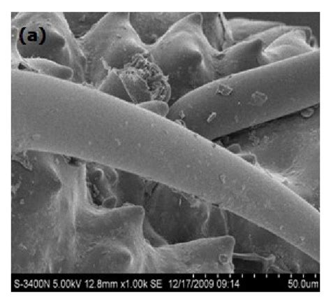 Scanning Electron Micrograph Of A Rice Husk With 1000 Times Of