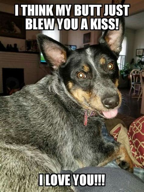 Pin By Autumn On Lmao Blue Heeler Dogs Heeler Puppies Aussie Cattle Dog