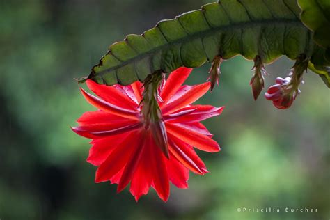 Disocactus ackermannii Orchid cactus Cactus orquídea Flickr