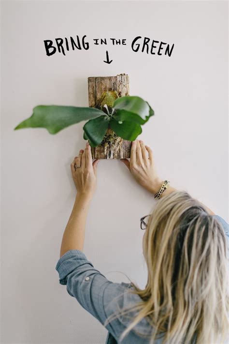 How To Mount A Staghorn Fern On A Board Easy Diy Artofit