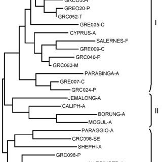 Neighbor Joining Dendrogram Based On Nei S D Genetic Distances