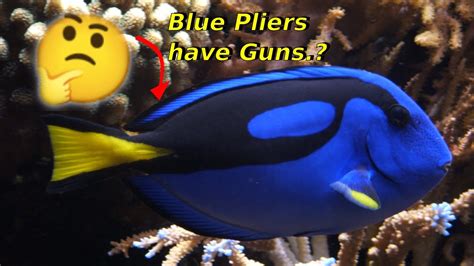 Blue Tang Fish Facts World Animals Amazing Facts Youtube