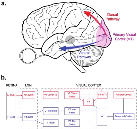 Hierarchical Organization Of The Visual System A Schematic Download Scientific Diagram