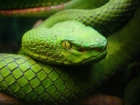 Why Doesn’t Ireland Have Snakes? | Popular Science